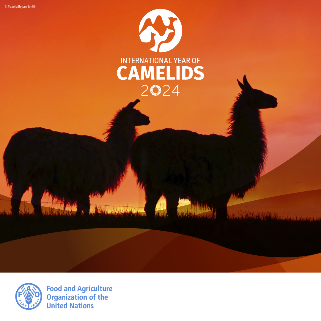 Das Jahr 2024 wurde von der UN zum „Year of Camelids“ ausgerufen